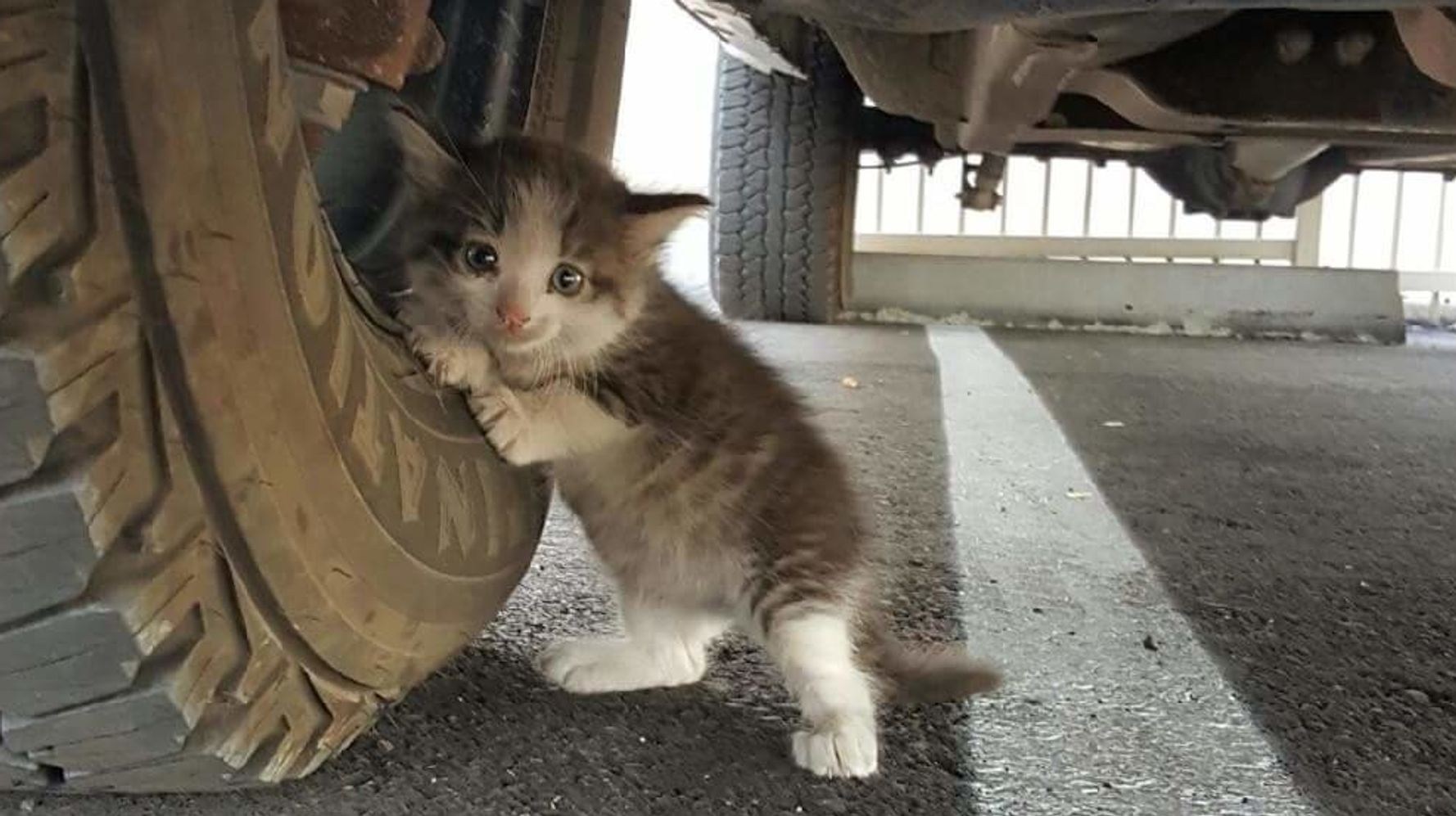 Котик на машине